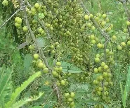 绿色海南,崛起中的生态典范